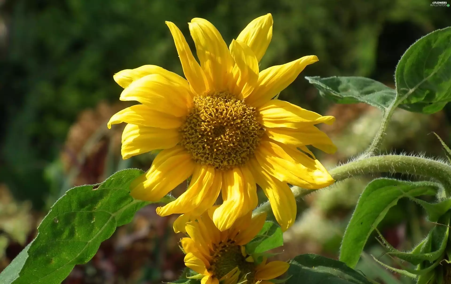 Sunflower, nature, Colourfull Flowers