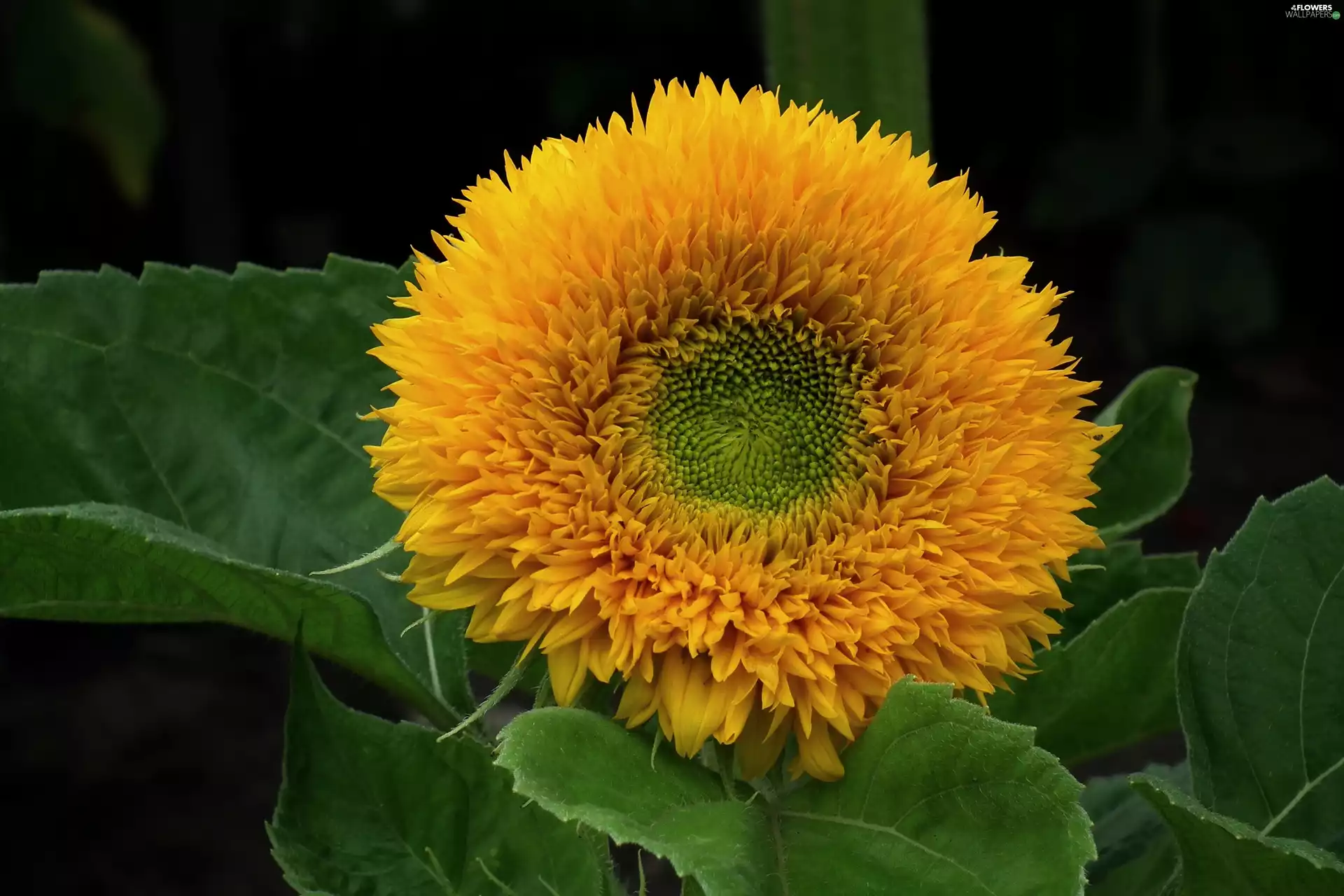 Sunflower, nature, Colourfull Flowers