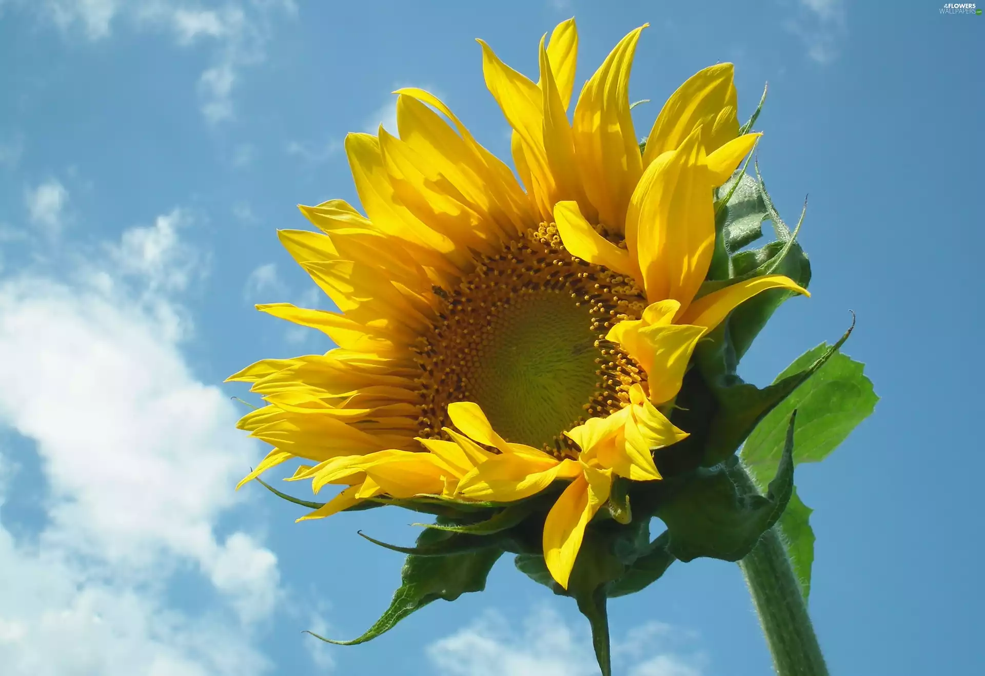 Sunflower, nature, Colourfull Flowers