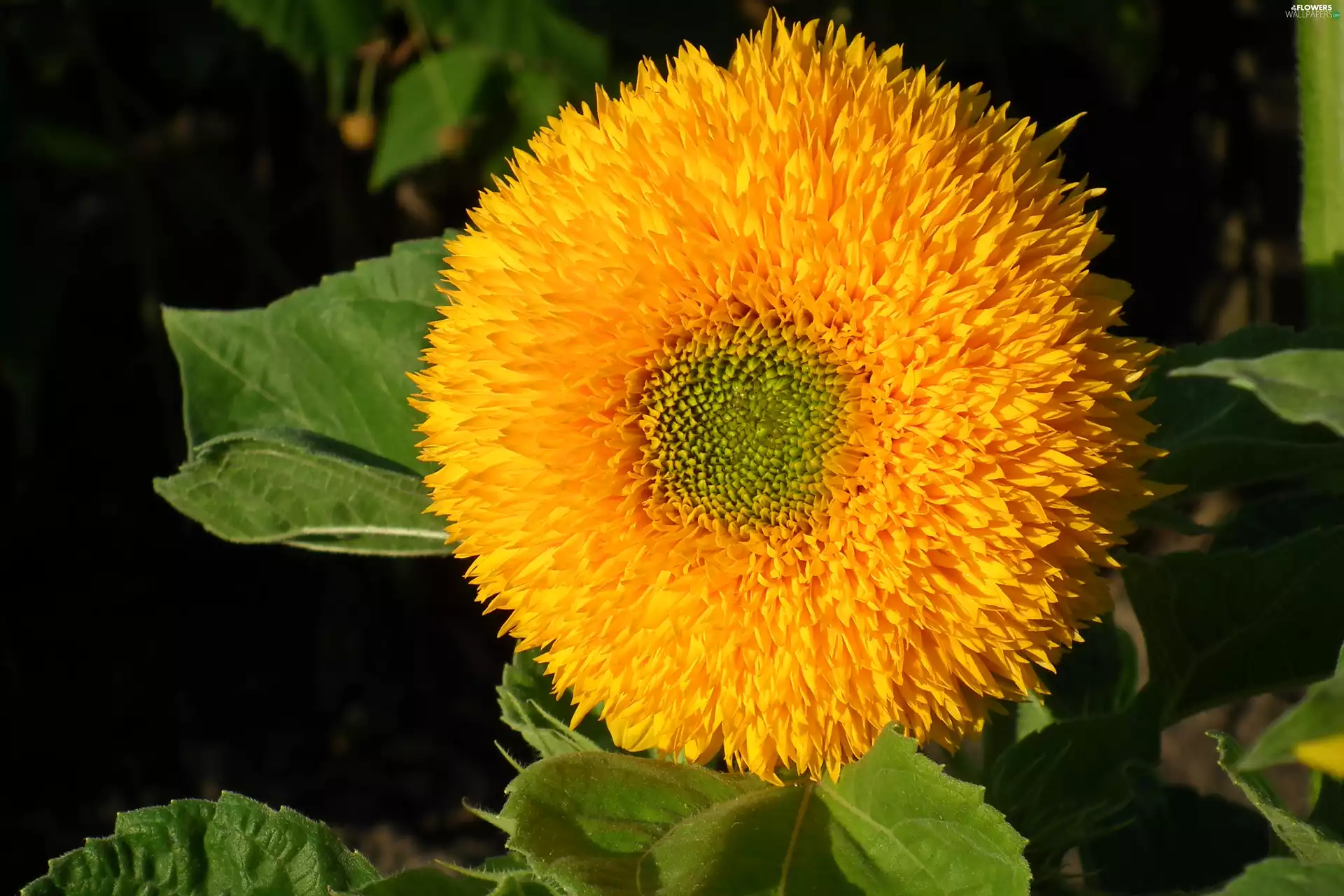 Sunflower, nature, Colourfull Flowers