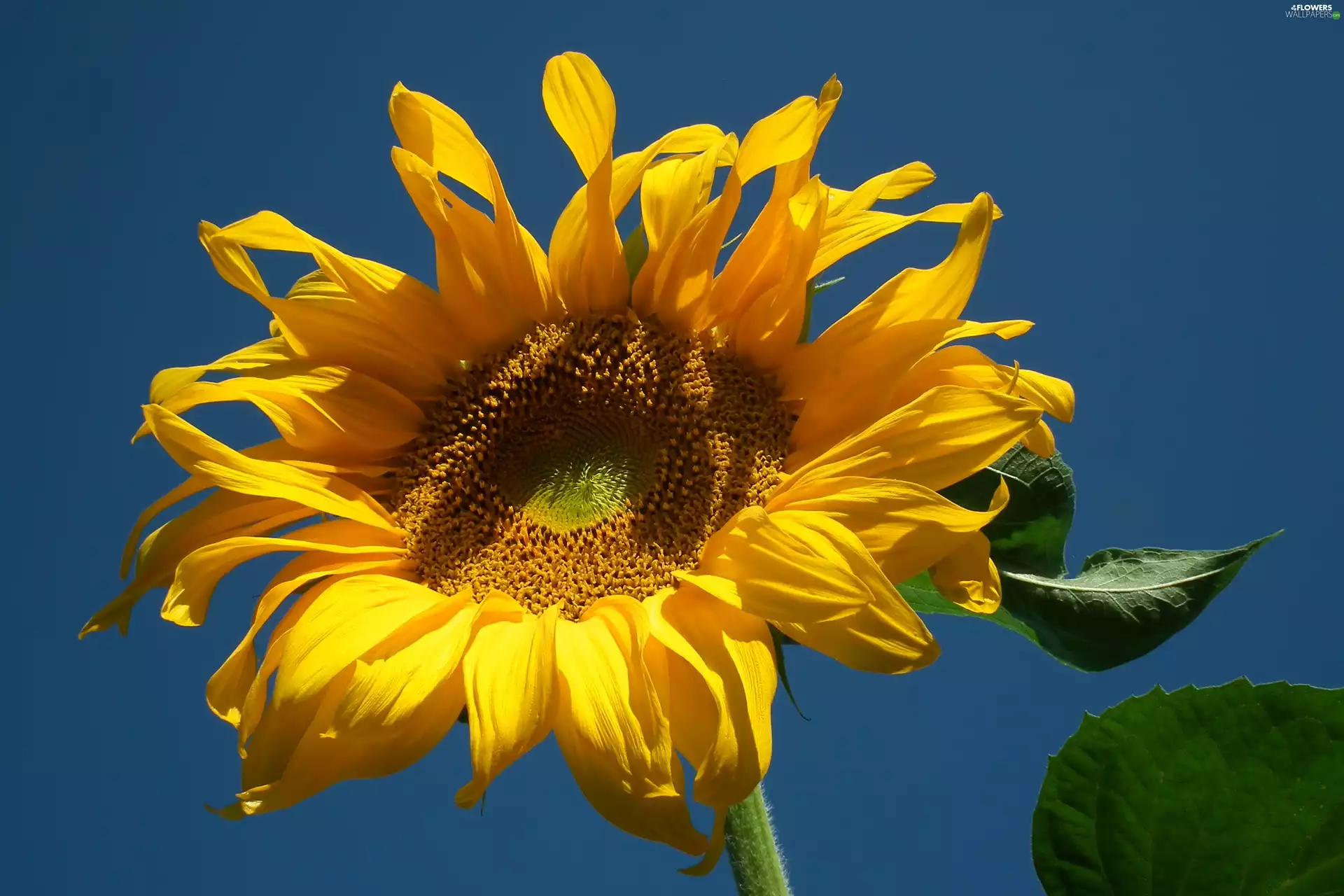 Sunflower, nature, Colourfull Flowers