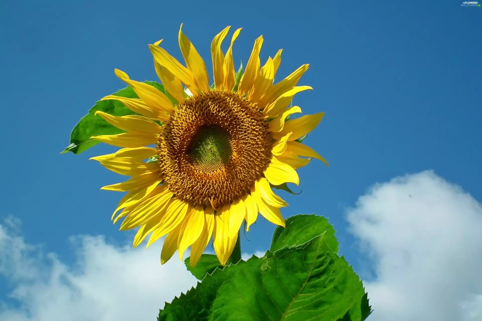Sunflower, nature, Colourfull Flowers