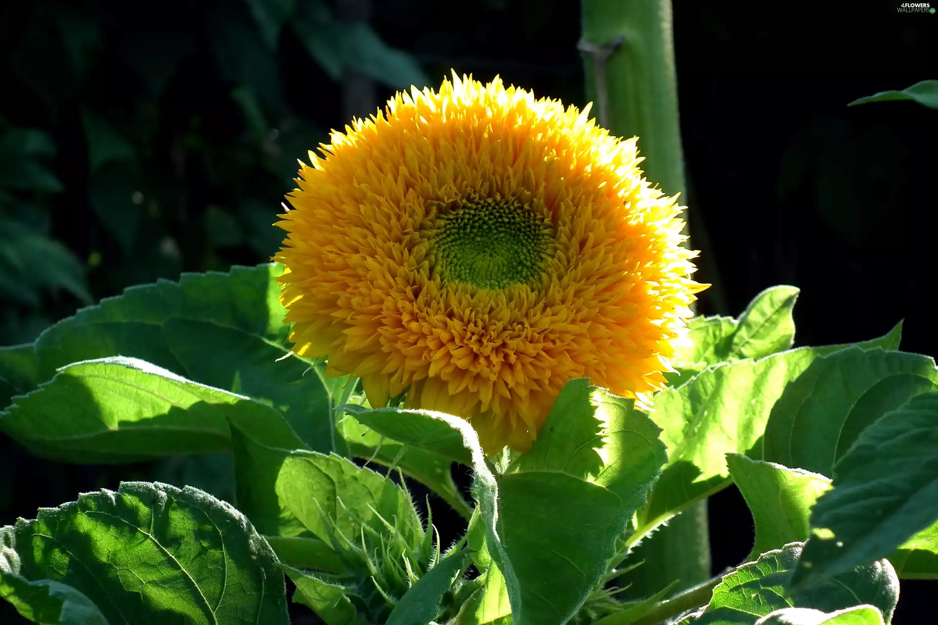 Sunflower, nature, Colourfull Flowers