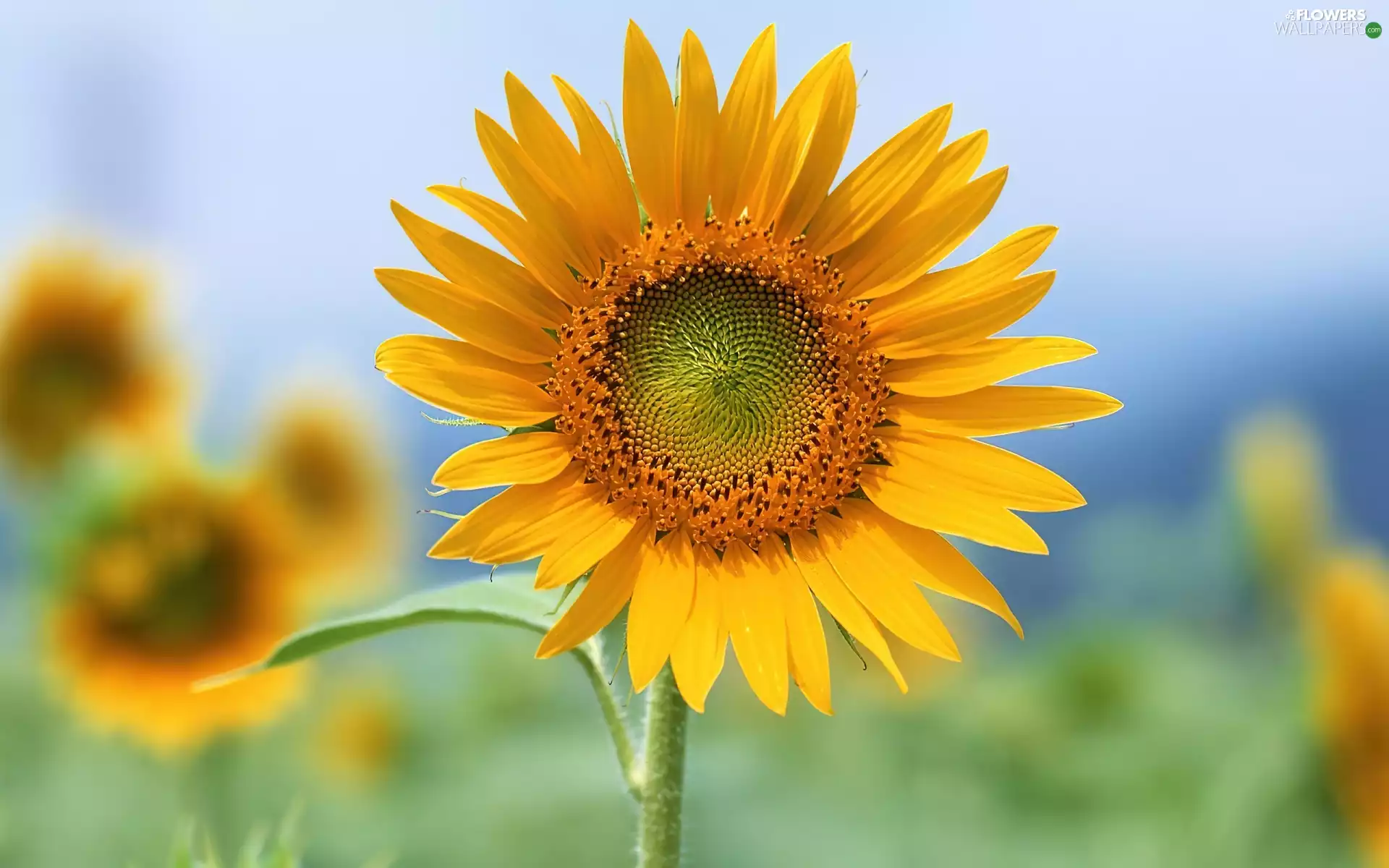 sunflower, Yellow, Colourfull Flowers