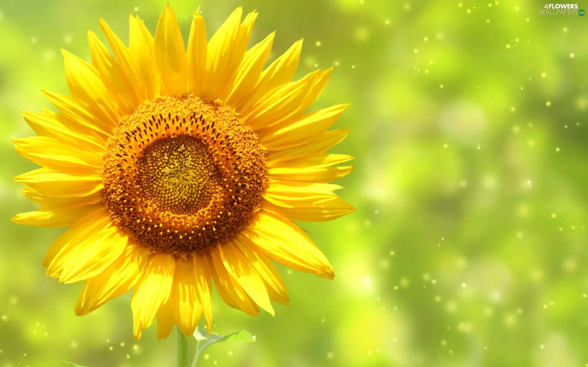 Sunflower, Yellow, Colourfull Flowers
