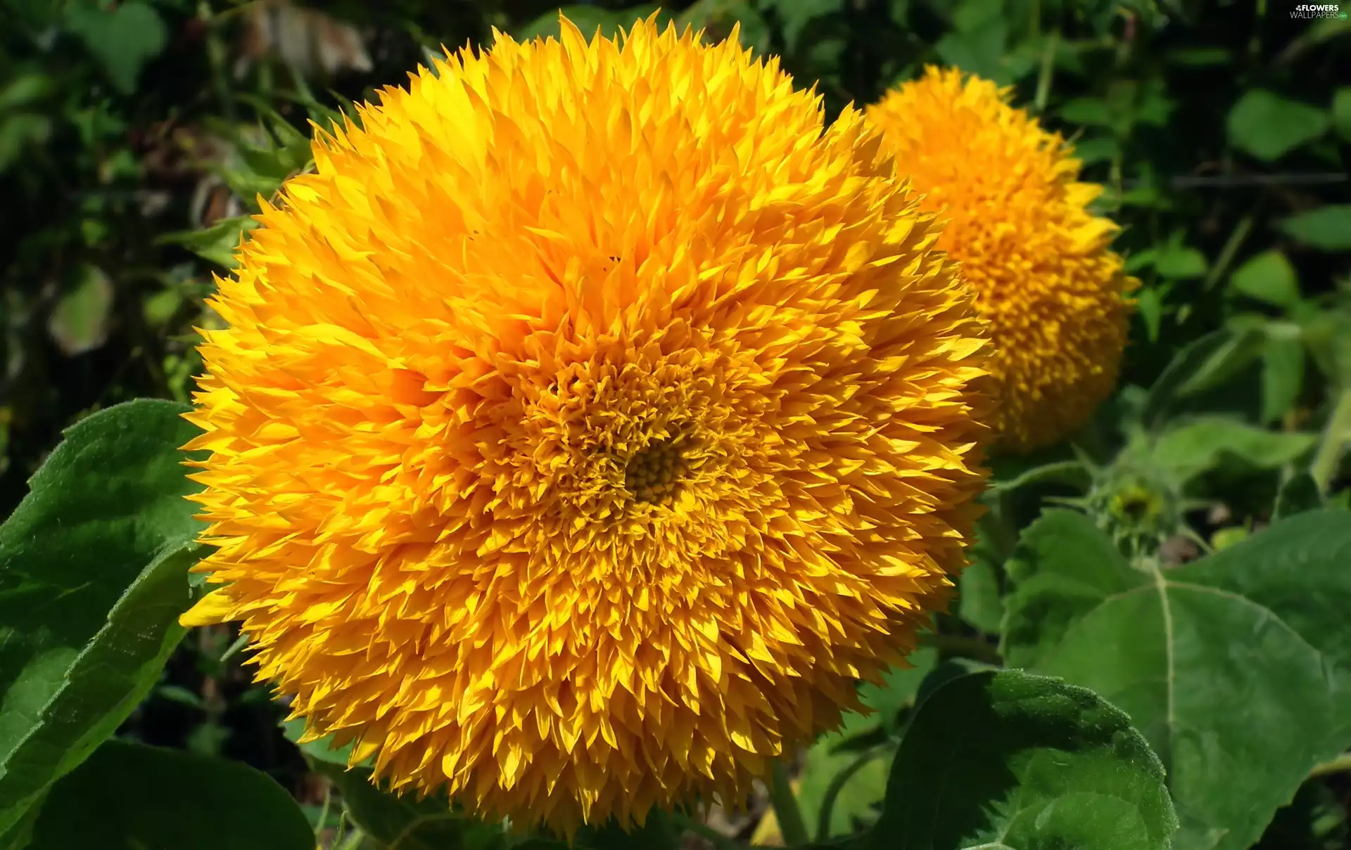 Sunflower, Yellow, Colourfull Flowers
