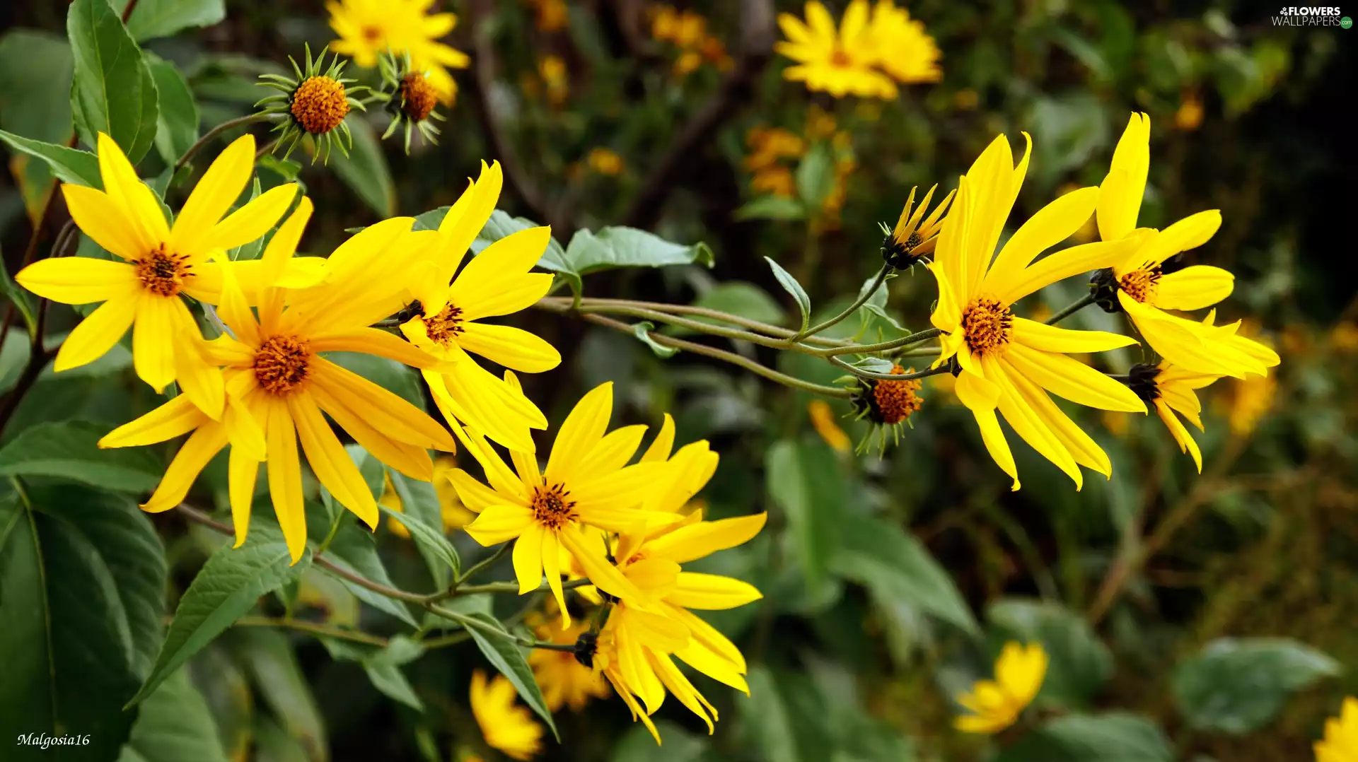 Sunflower decorative, Yellow, Flowers