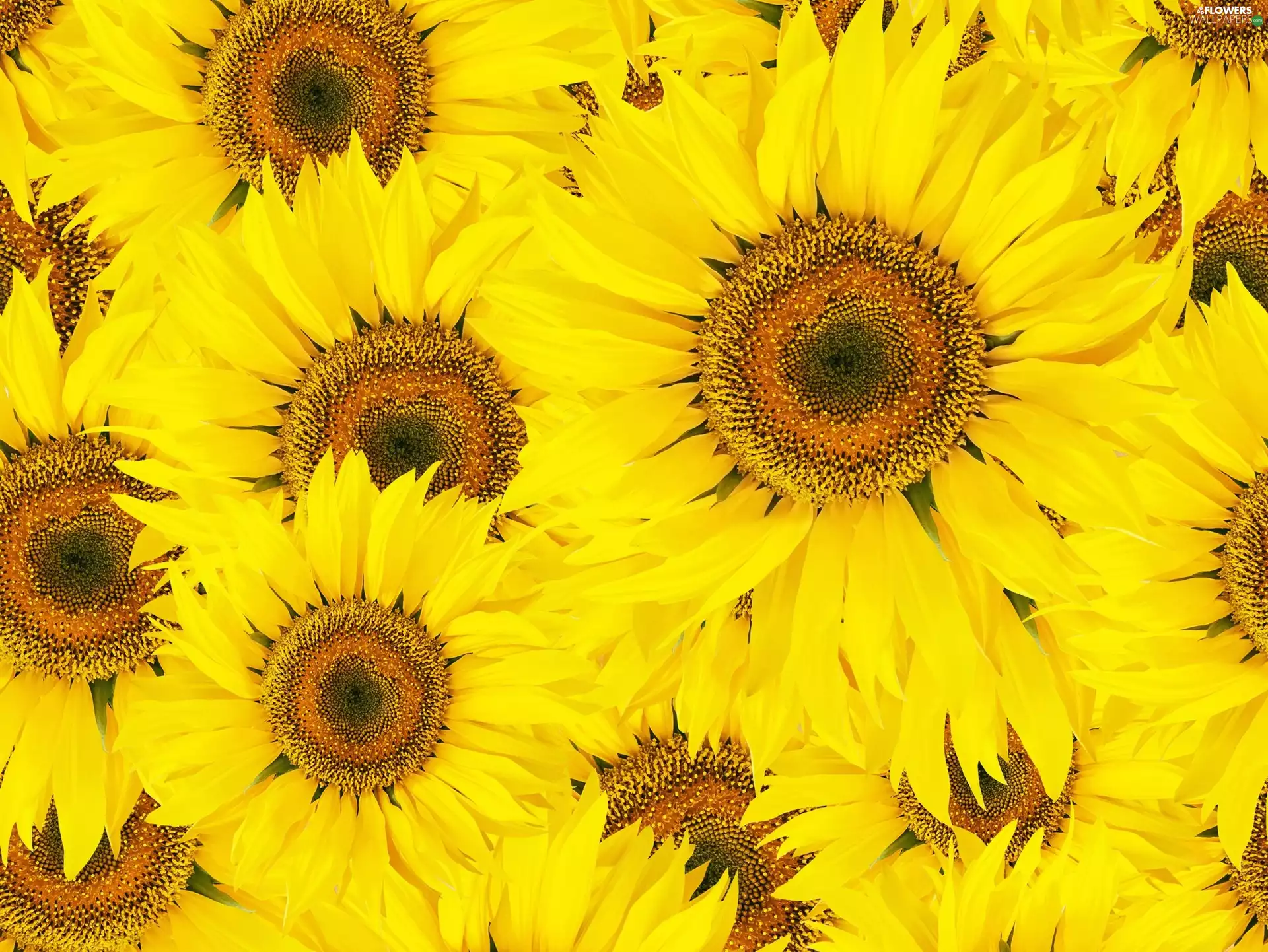 Flowers, Nice sunflowers