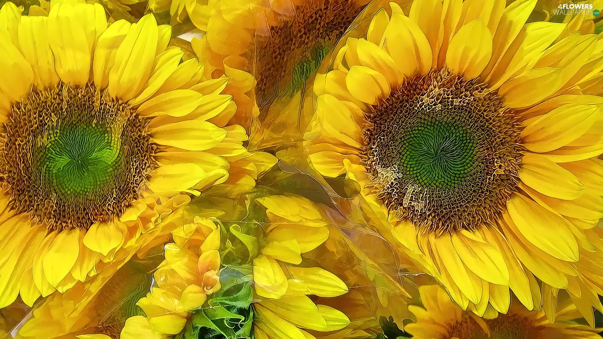 Flowers, Nice sunflowers