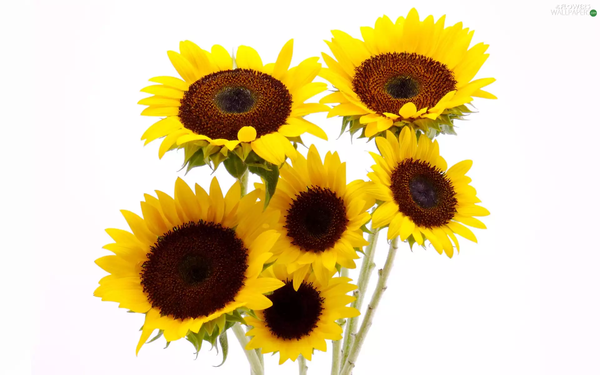 Flowers, Nice sunflowers