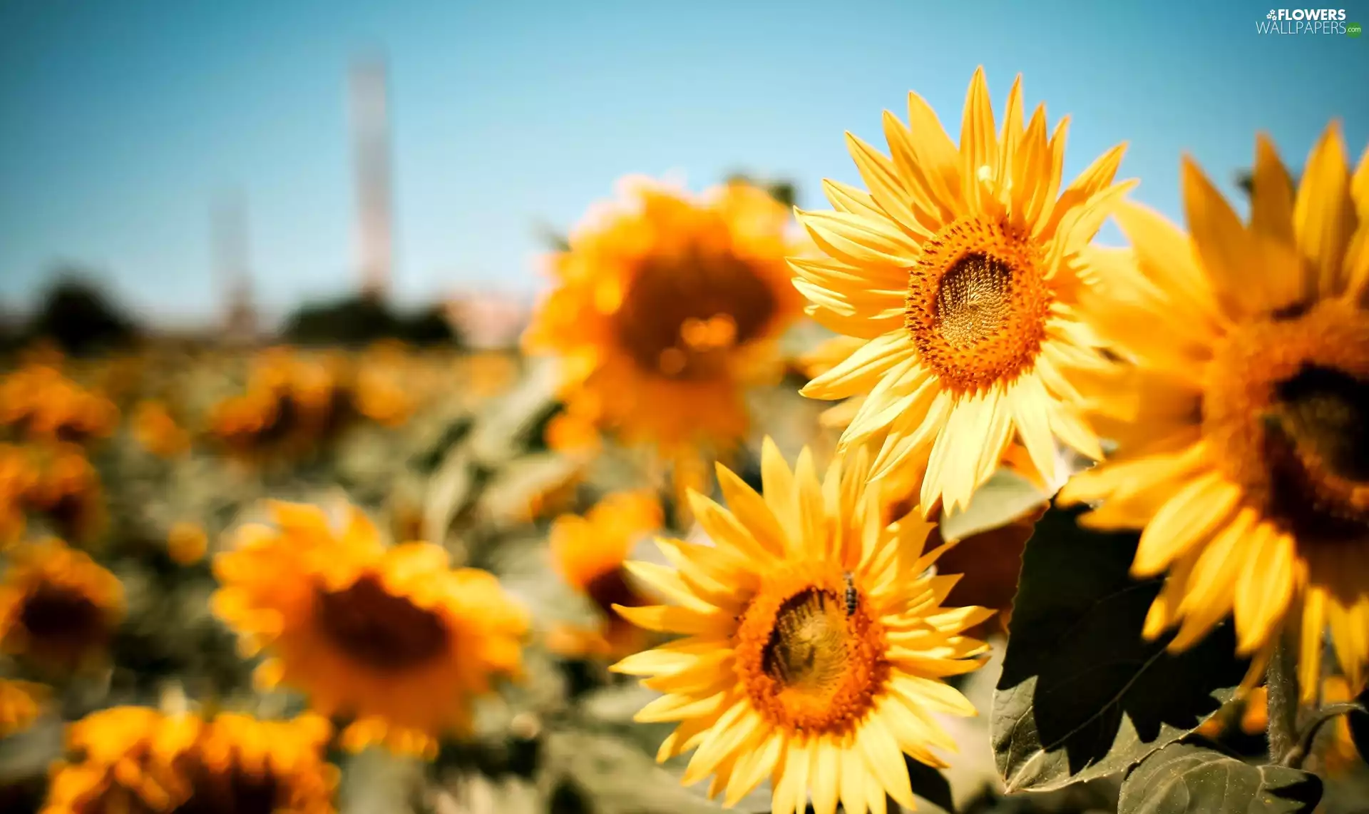 Flowers, Nice sunflowers