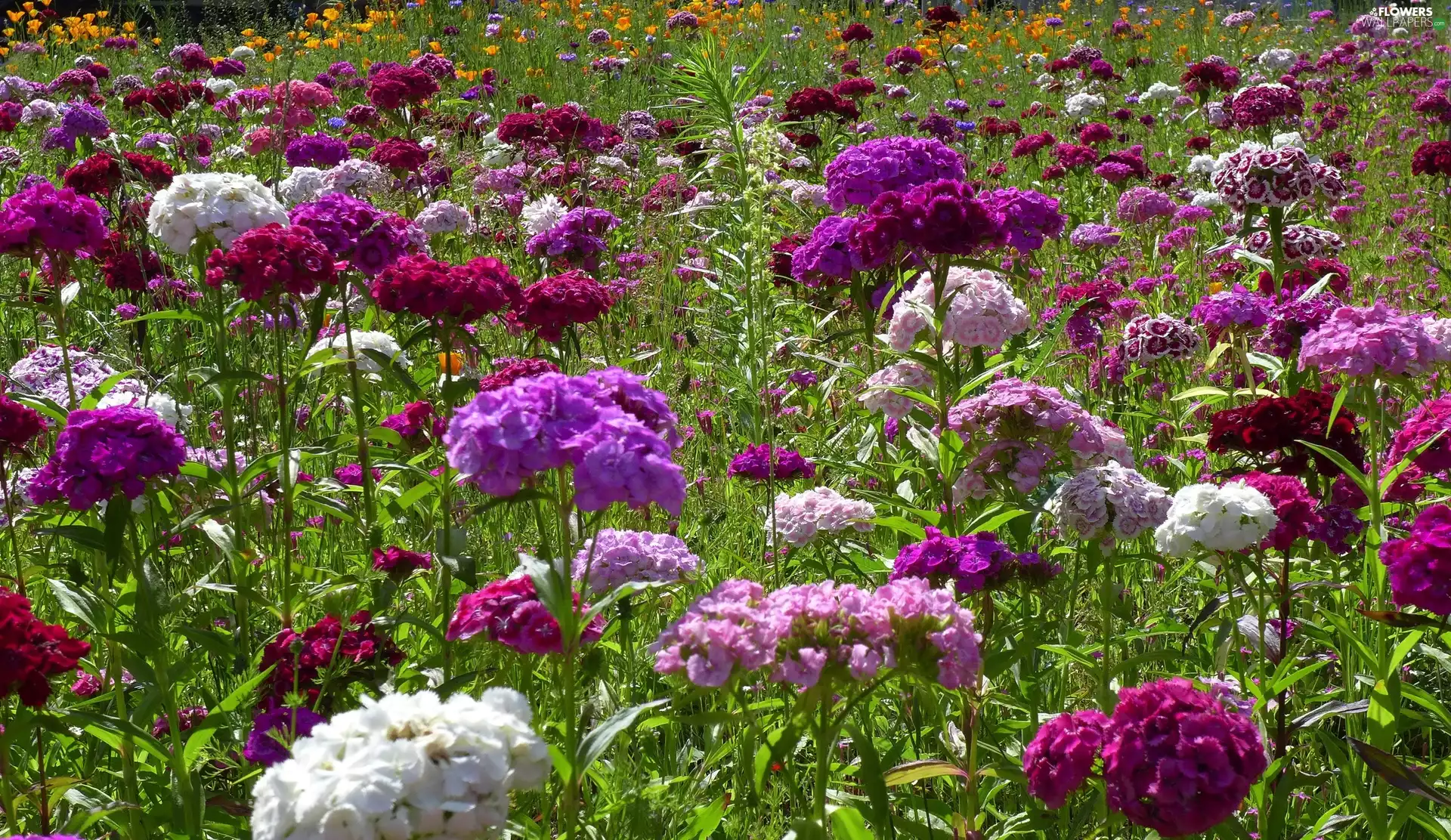 Sweet William, Meadow, Flowers