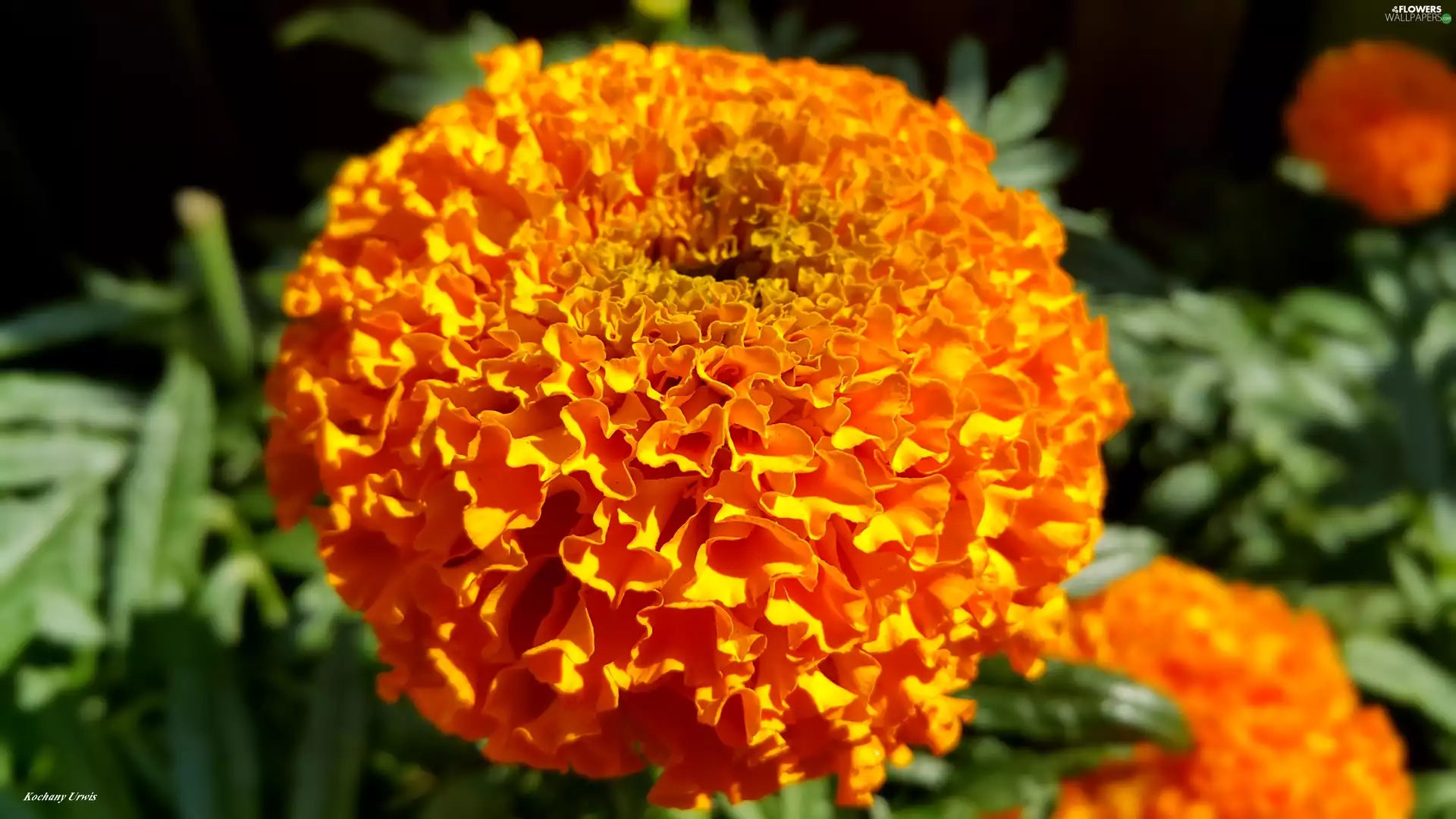 Flowers, Tagetes