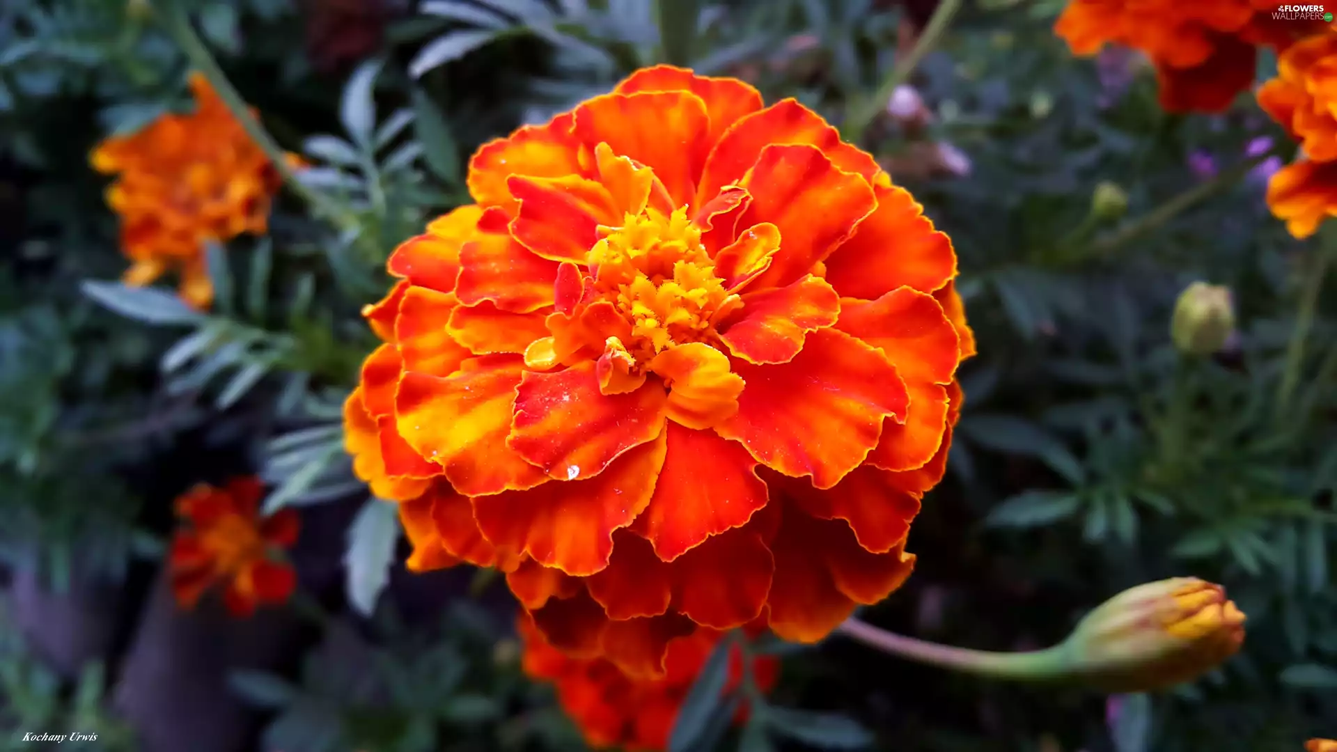 Flowers, Tagetes