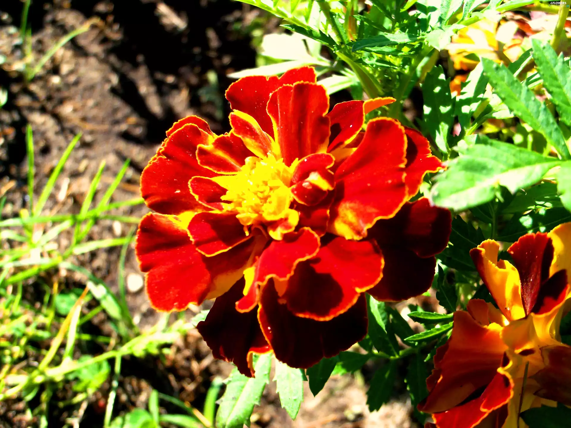 Flowers, Tagetes