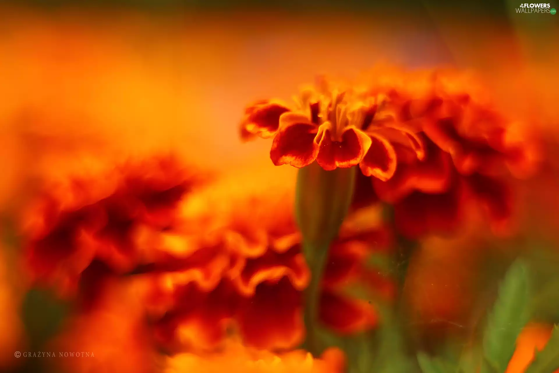 Tagetes, Orange, Flowers, Turki