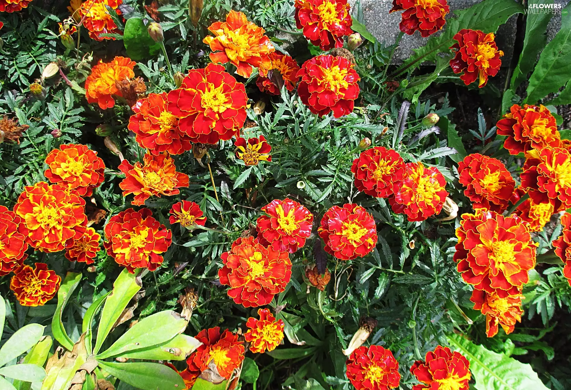 Tagetes, Yellow, Orange, Flowers