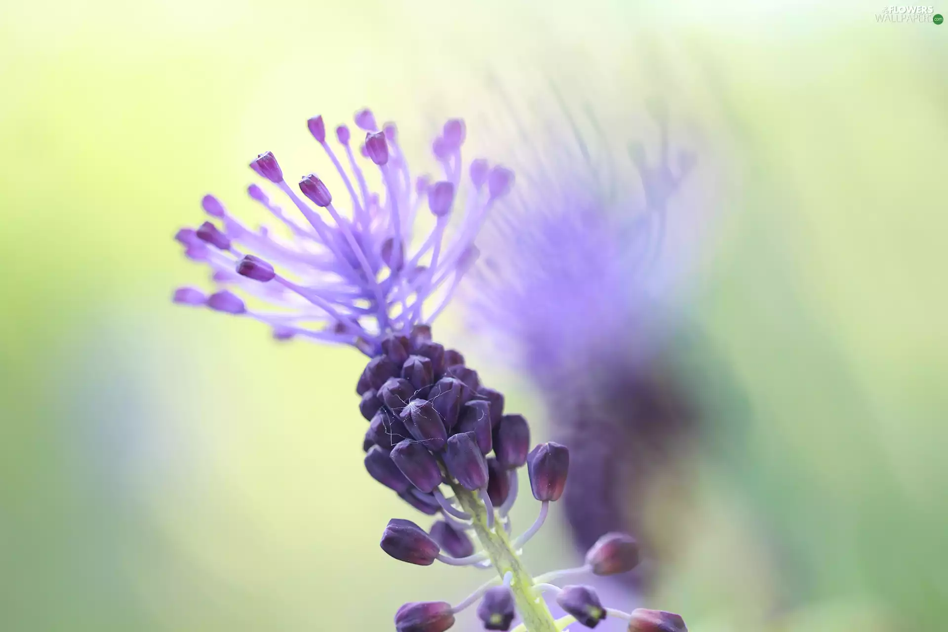 Colourfull Flowers, Tassel Hyacinth, Violet