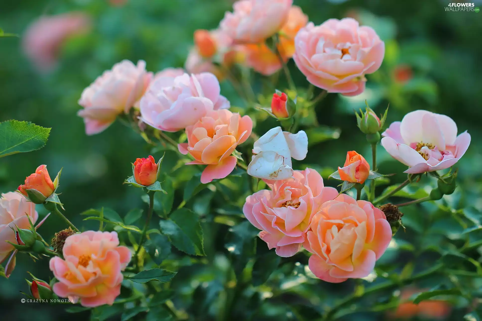 Flowers, roses, tea