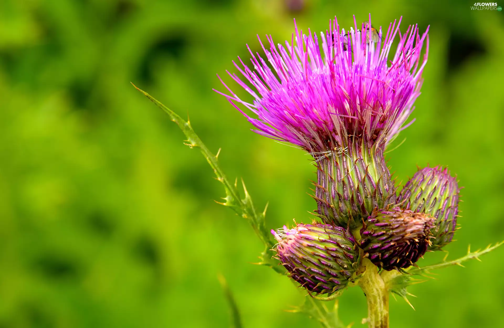 teasel, plant, Colourfull Flowers