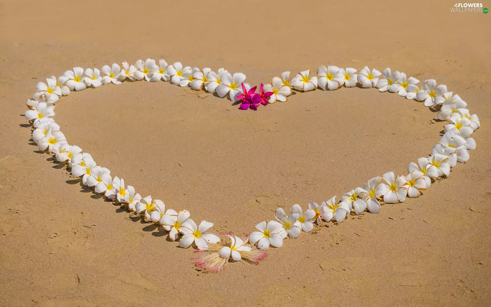 Plumeria, Sand, Heart, Flowers, Love things