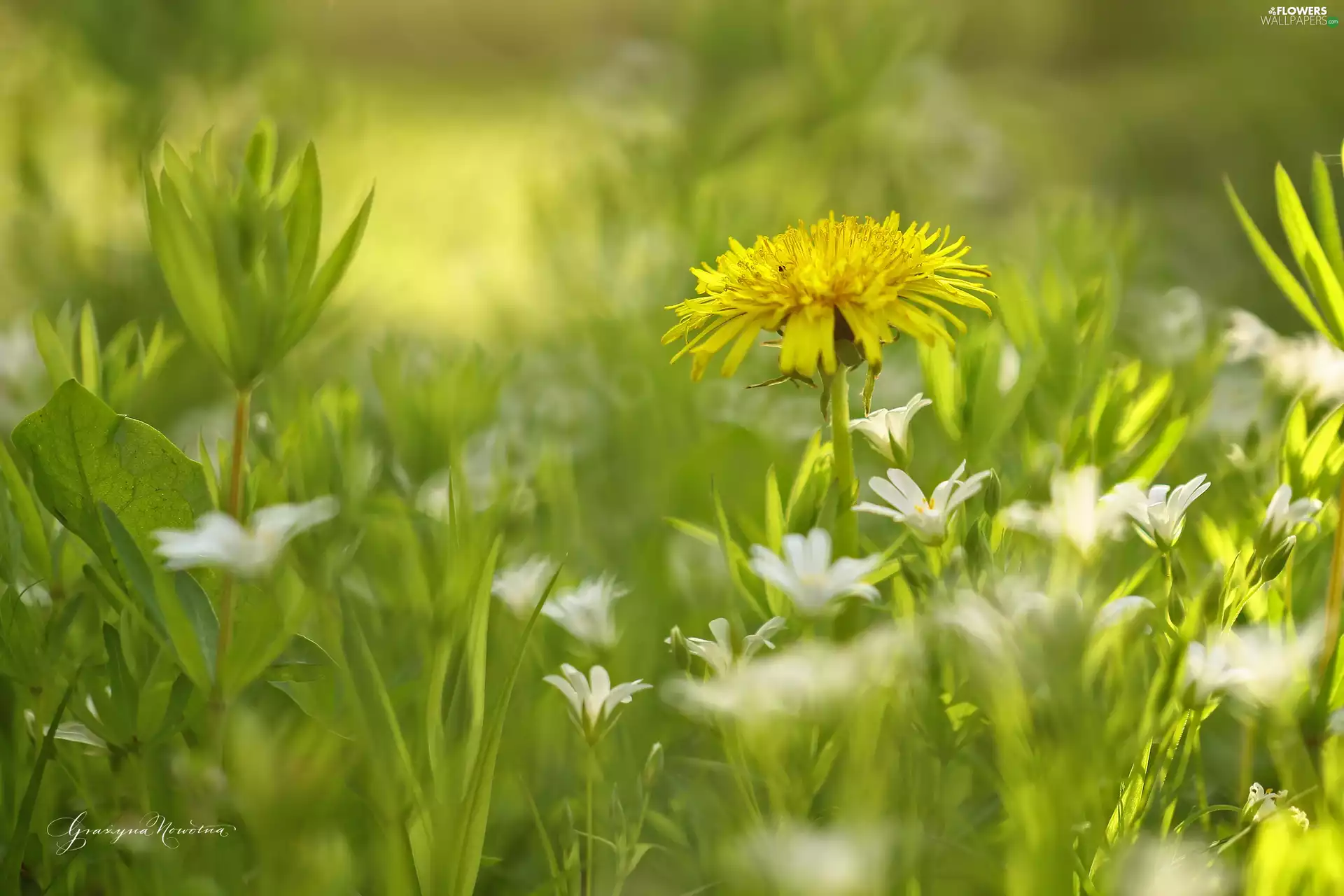 puffball, Yellow, Colourfull Flowers, sow-thistle