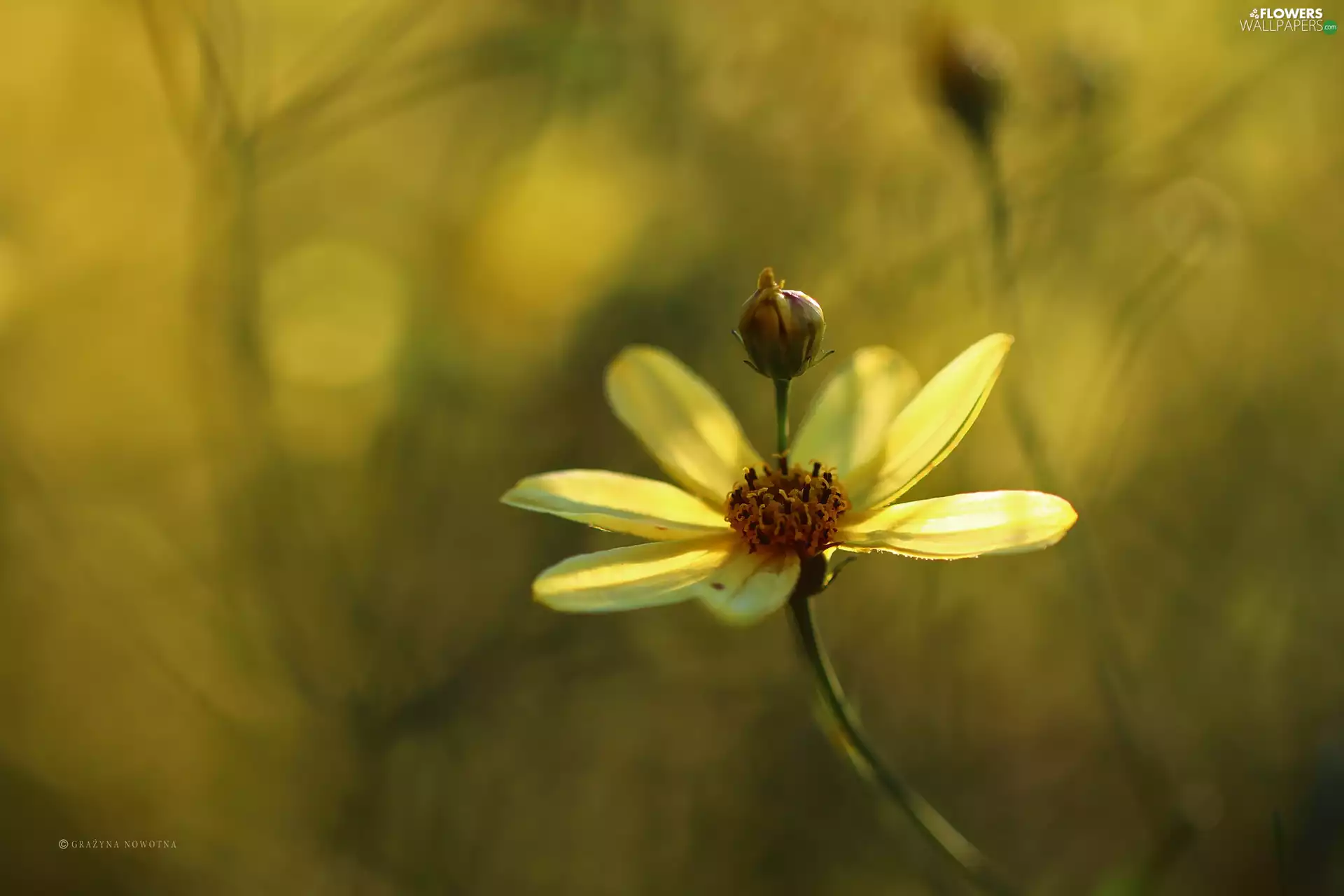 Colourfull Flowers, Threadleaf Coreopsis, Yellow