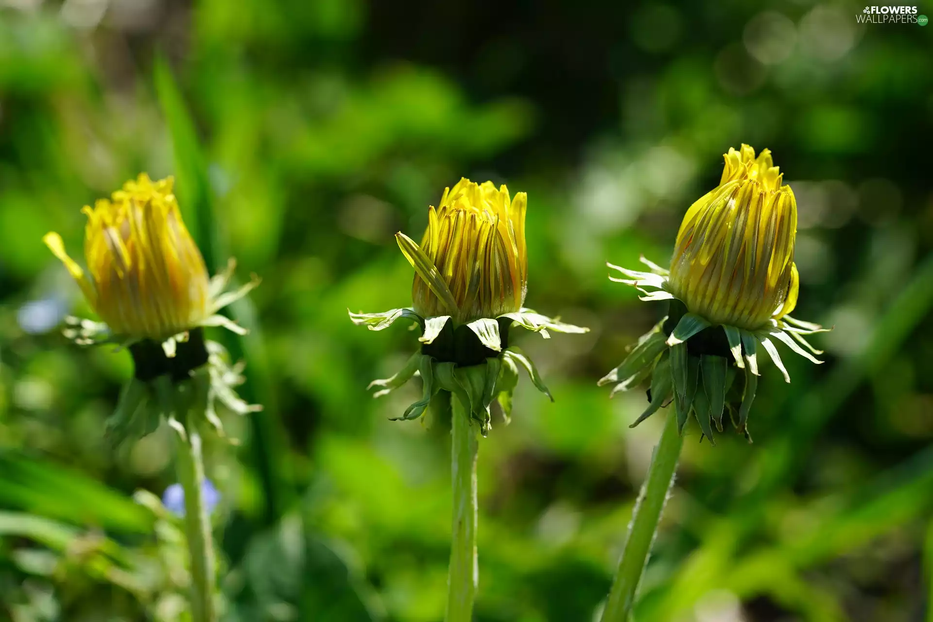 Flowers, dandelion, Three