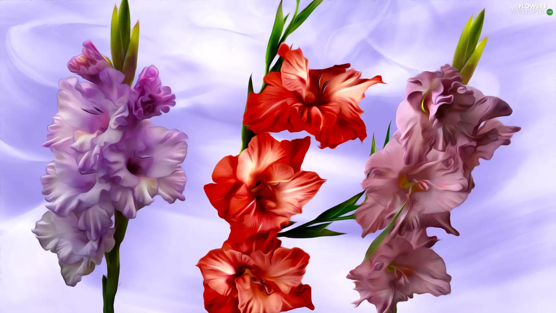 Three, gladiolus, graphics, Flowers
