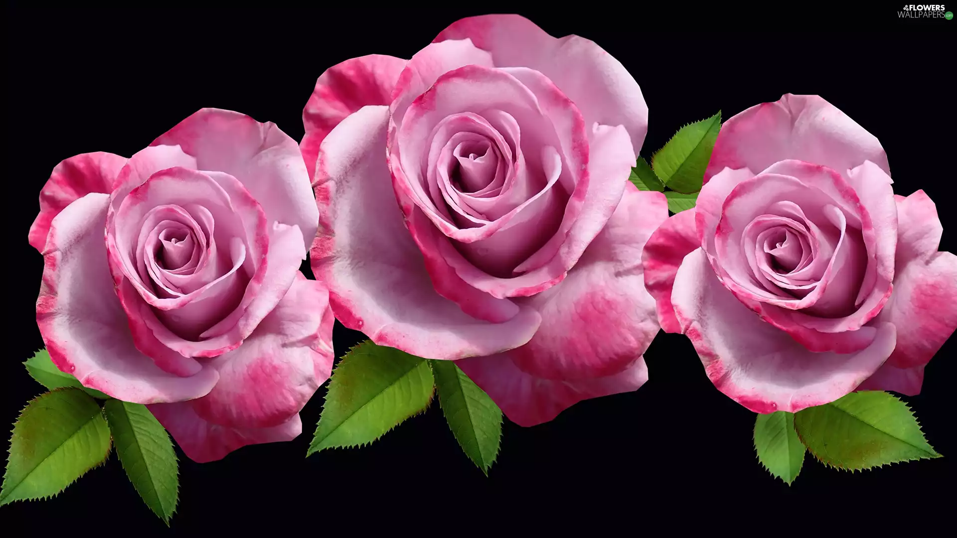 Three, roses, leaves, Flowers