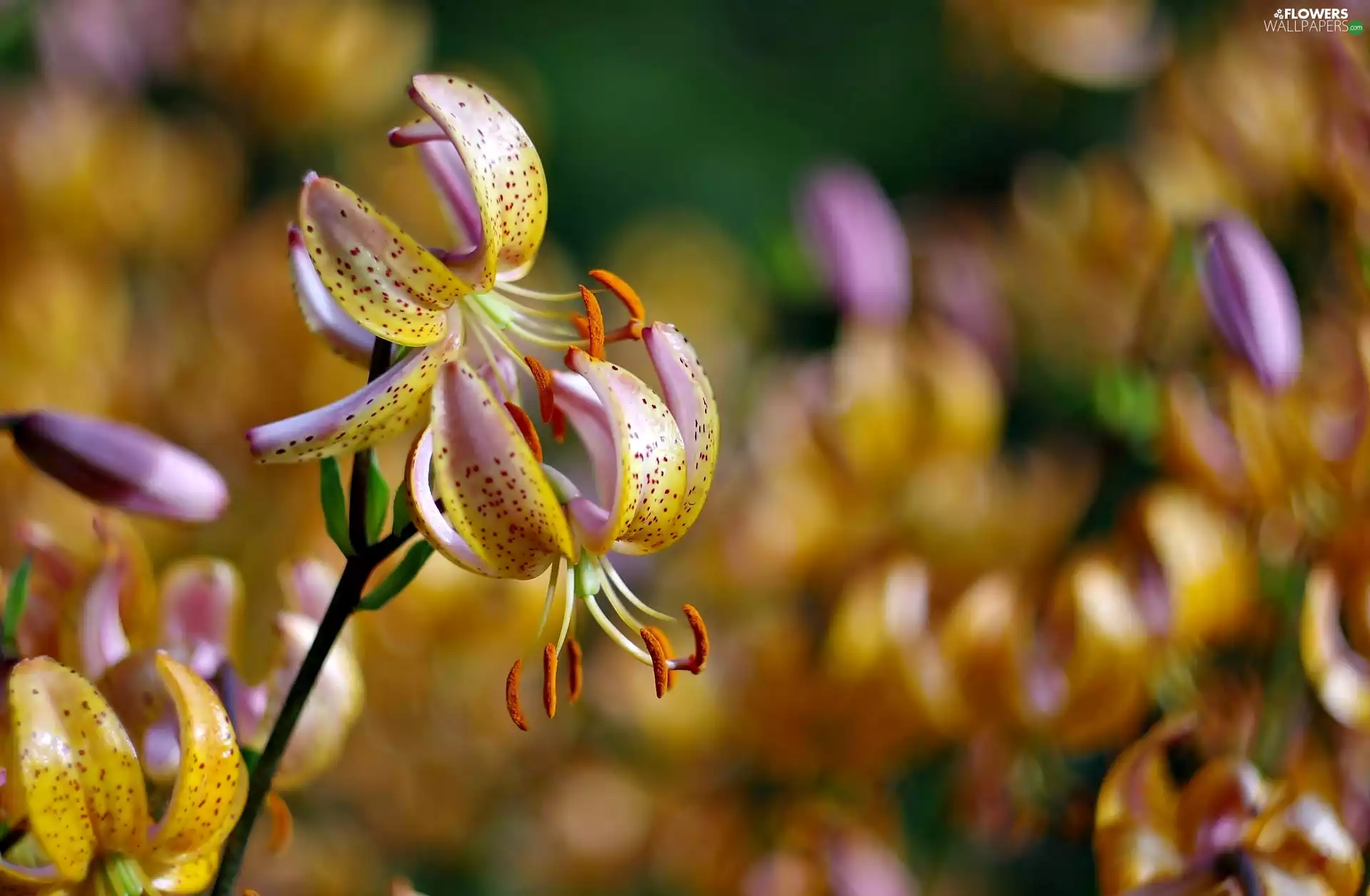 Tiger lily, Colourfull Flowers