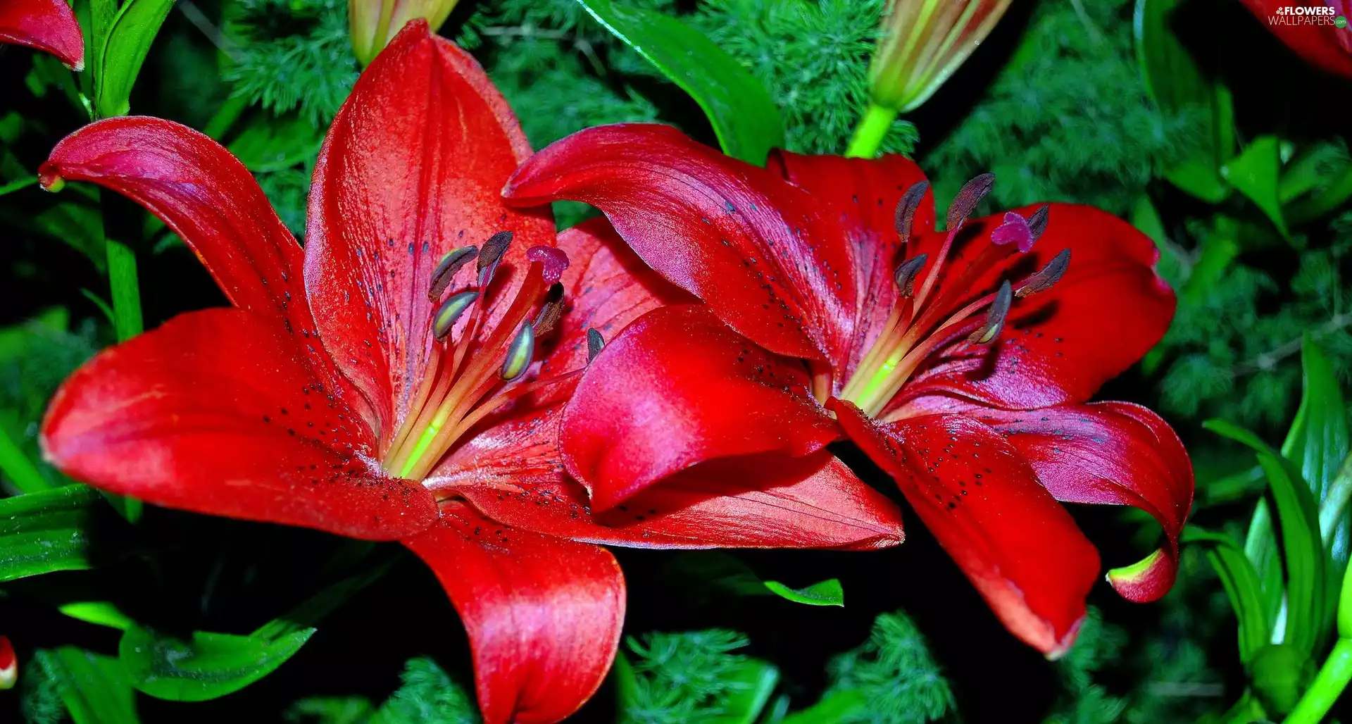 Tiger lily, Red, Flowers