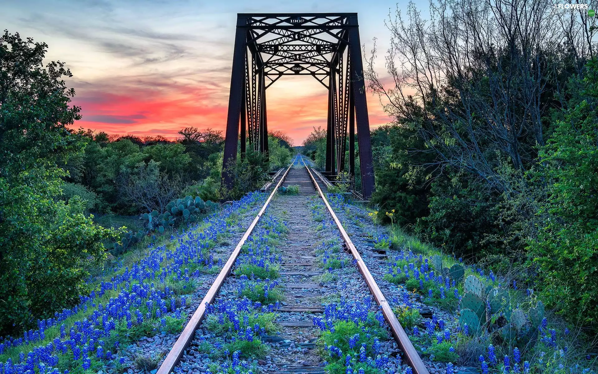 Flowers, lupine, Great Sunsets, Cactus, viewes, overpass, Railroad Tracks, trees