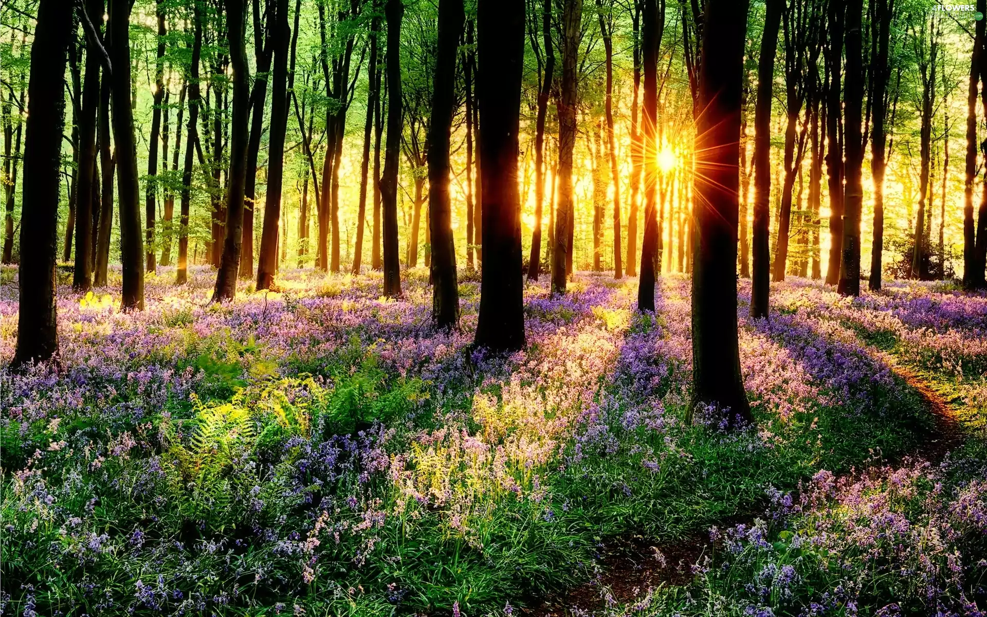 viewes, forest, sun, Flowers, rays, trees