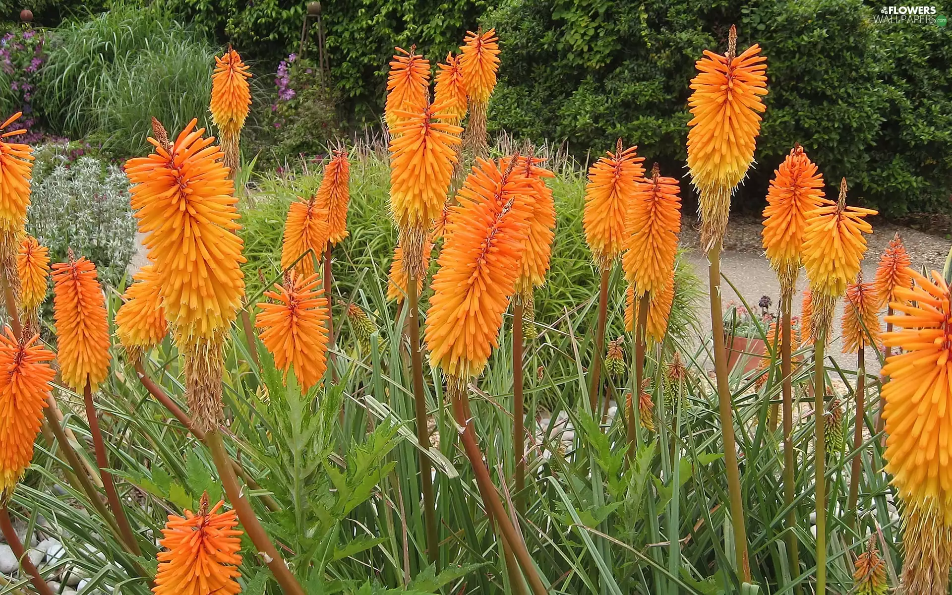 Trytoma groniasta, Orange, Flowers