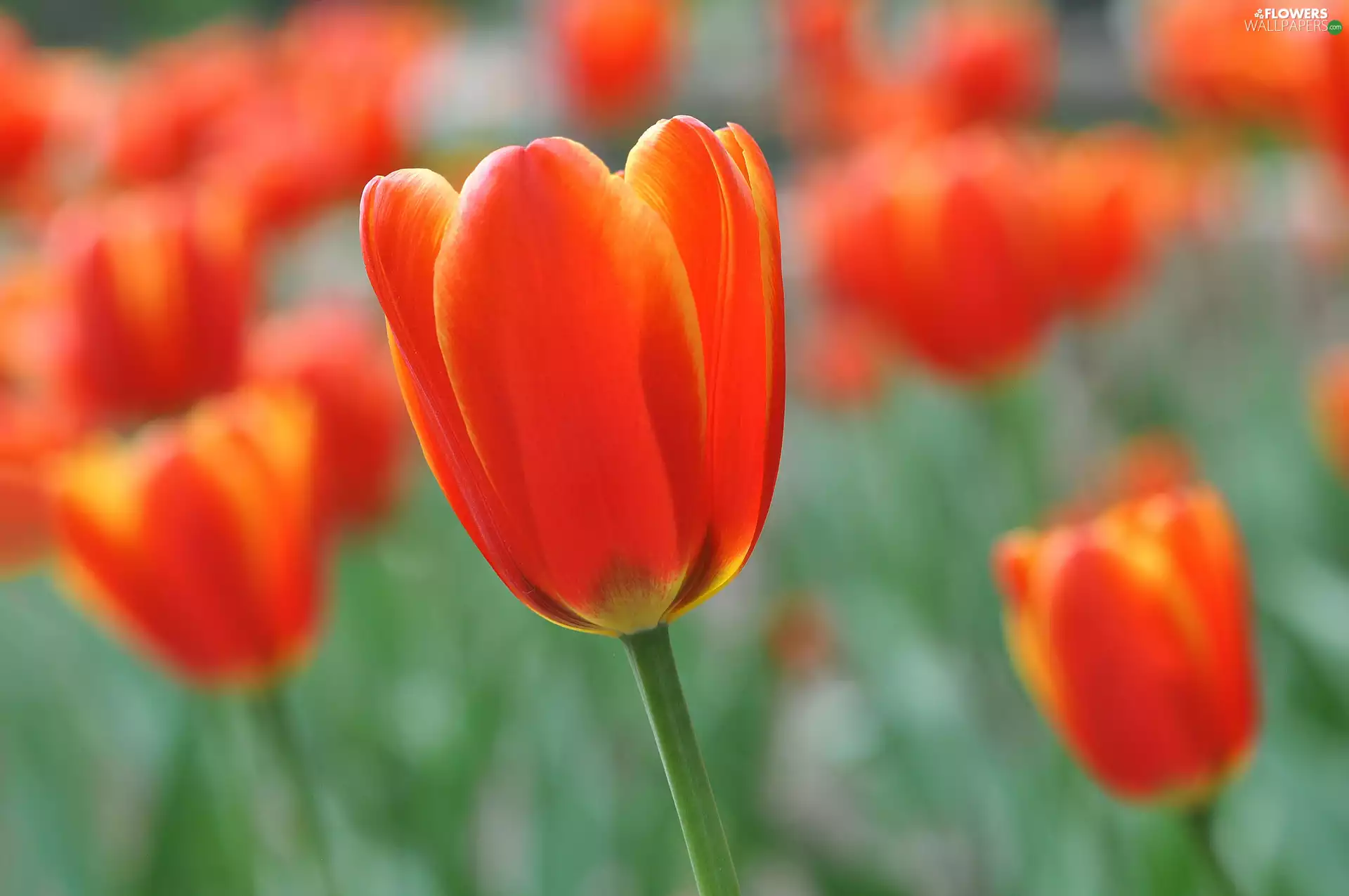 tulip, nature, Colourfull Flowers