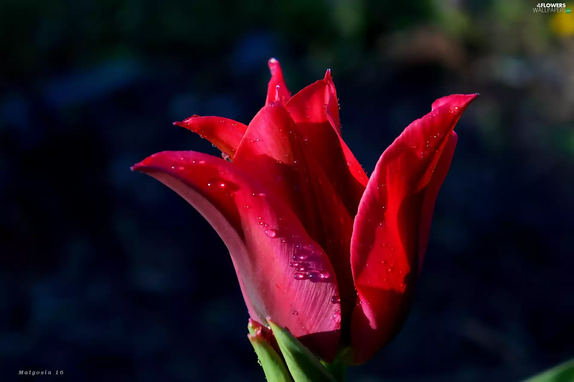 tulip, Red, Colourfull Flowers