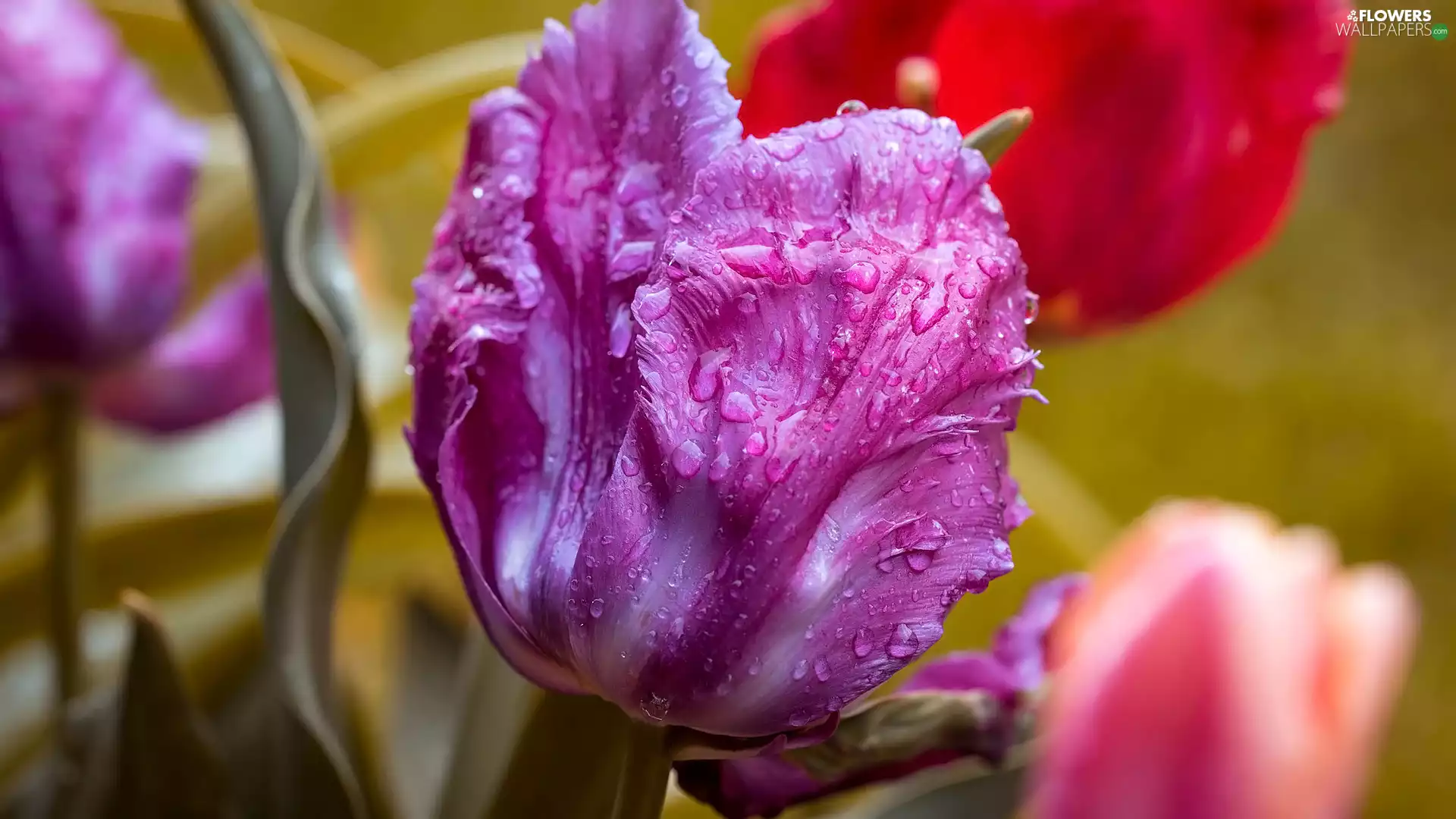 tulip, wet, Colourfull Flowers