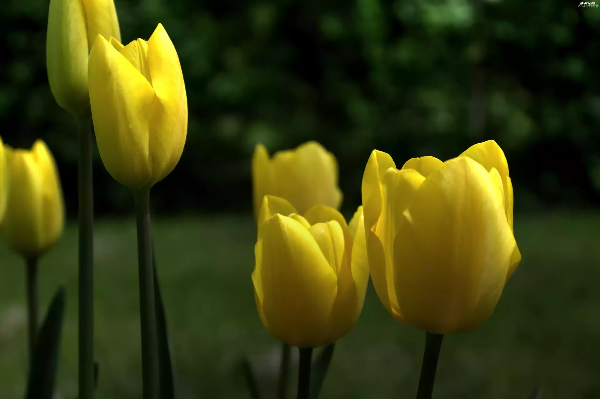 tulip, Yellow, Colourfull Flowers