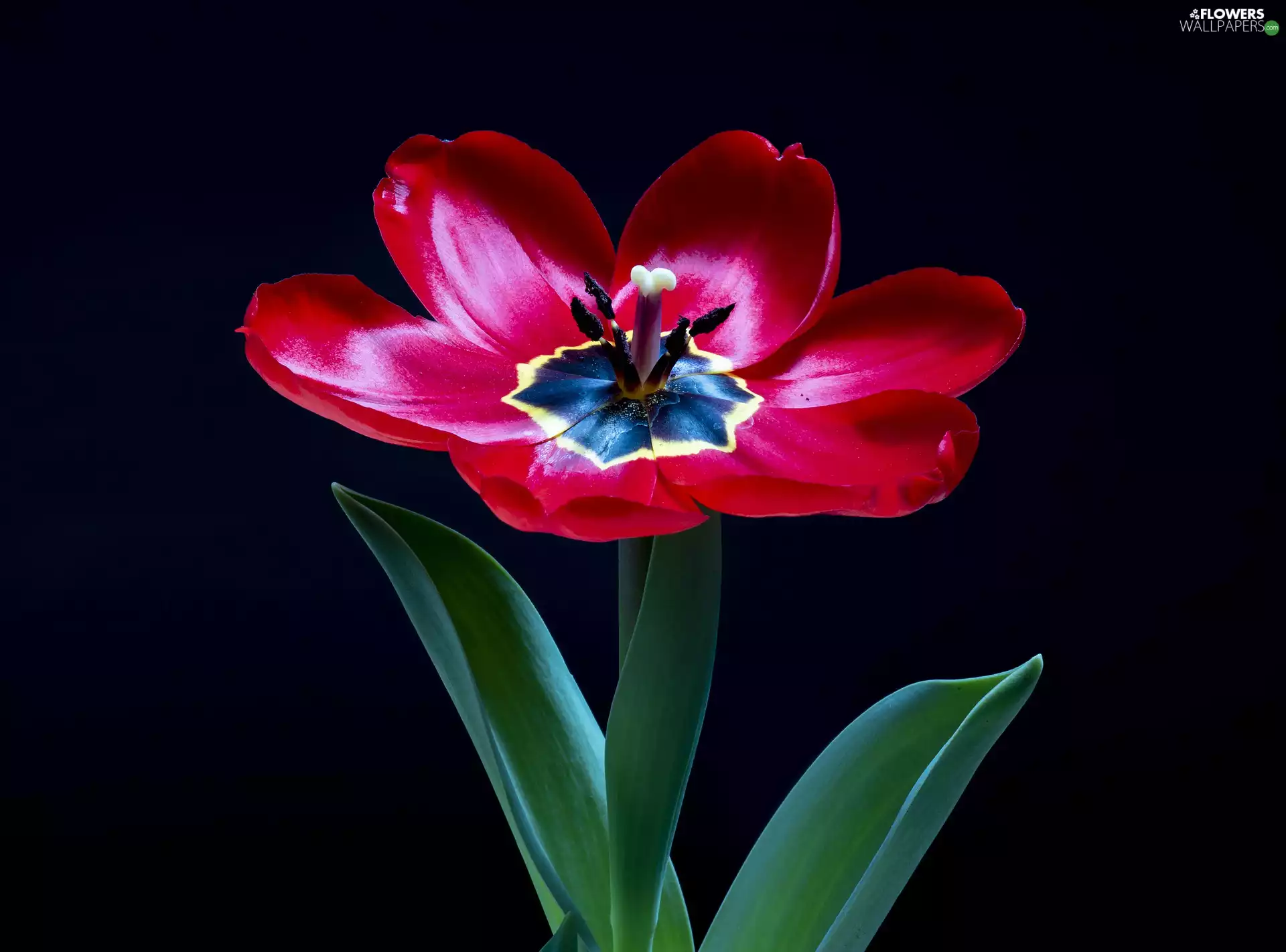 Colourfull Flowers, tulip, rapprochement, Red