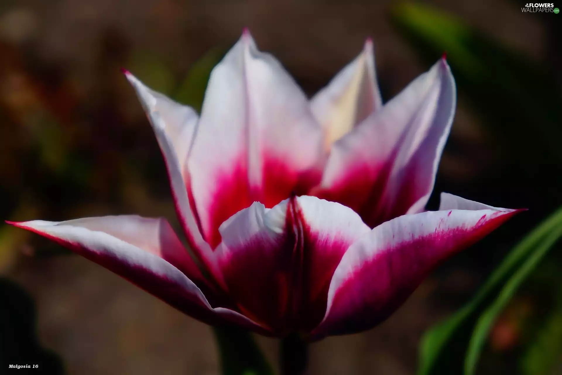 Colourfull Flowers, tulip, flakes, spring