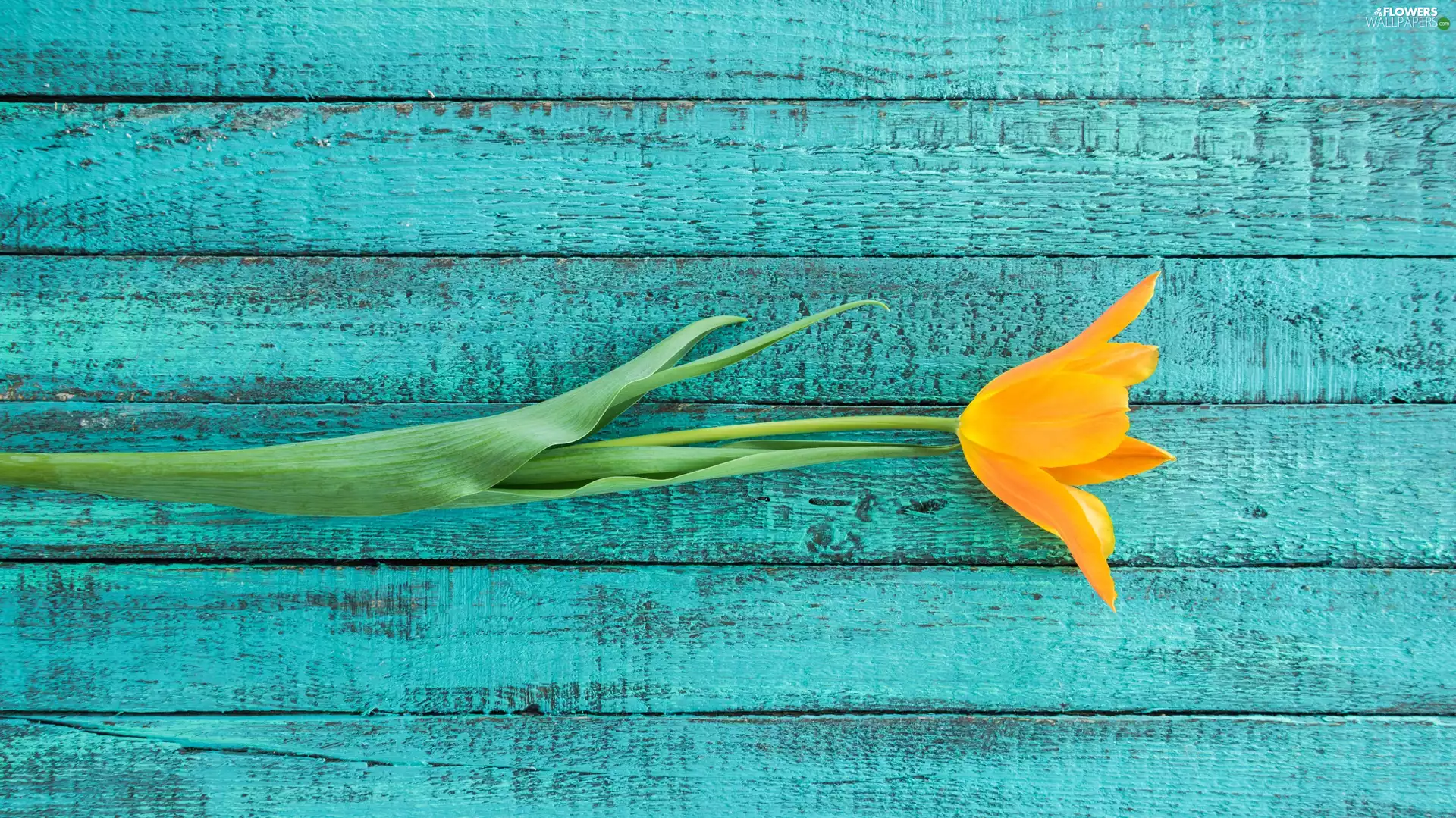 Colourfull Flowers, tulip, boarding, Yellow