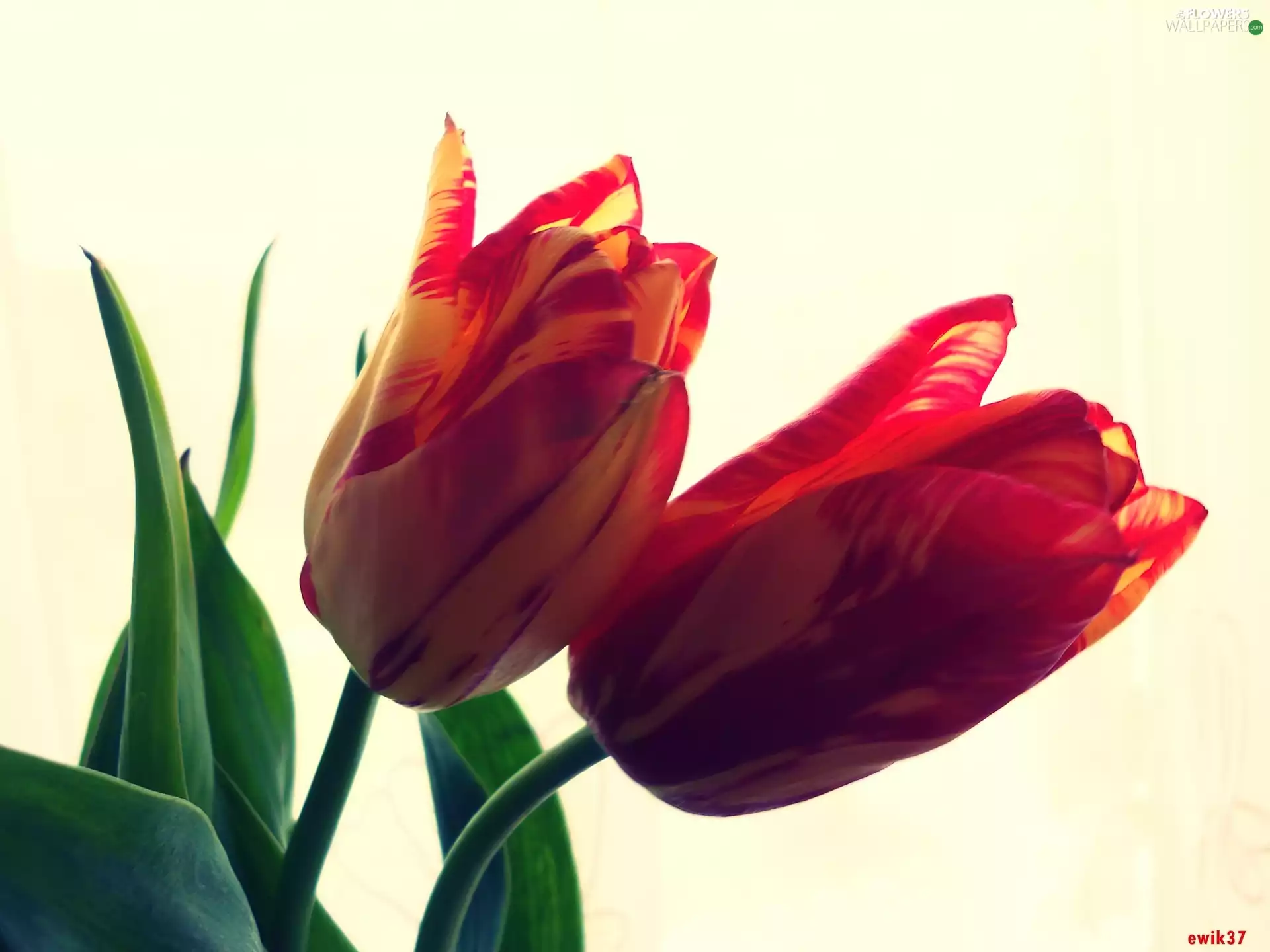 Flowers, Tulips
