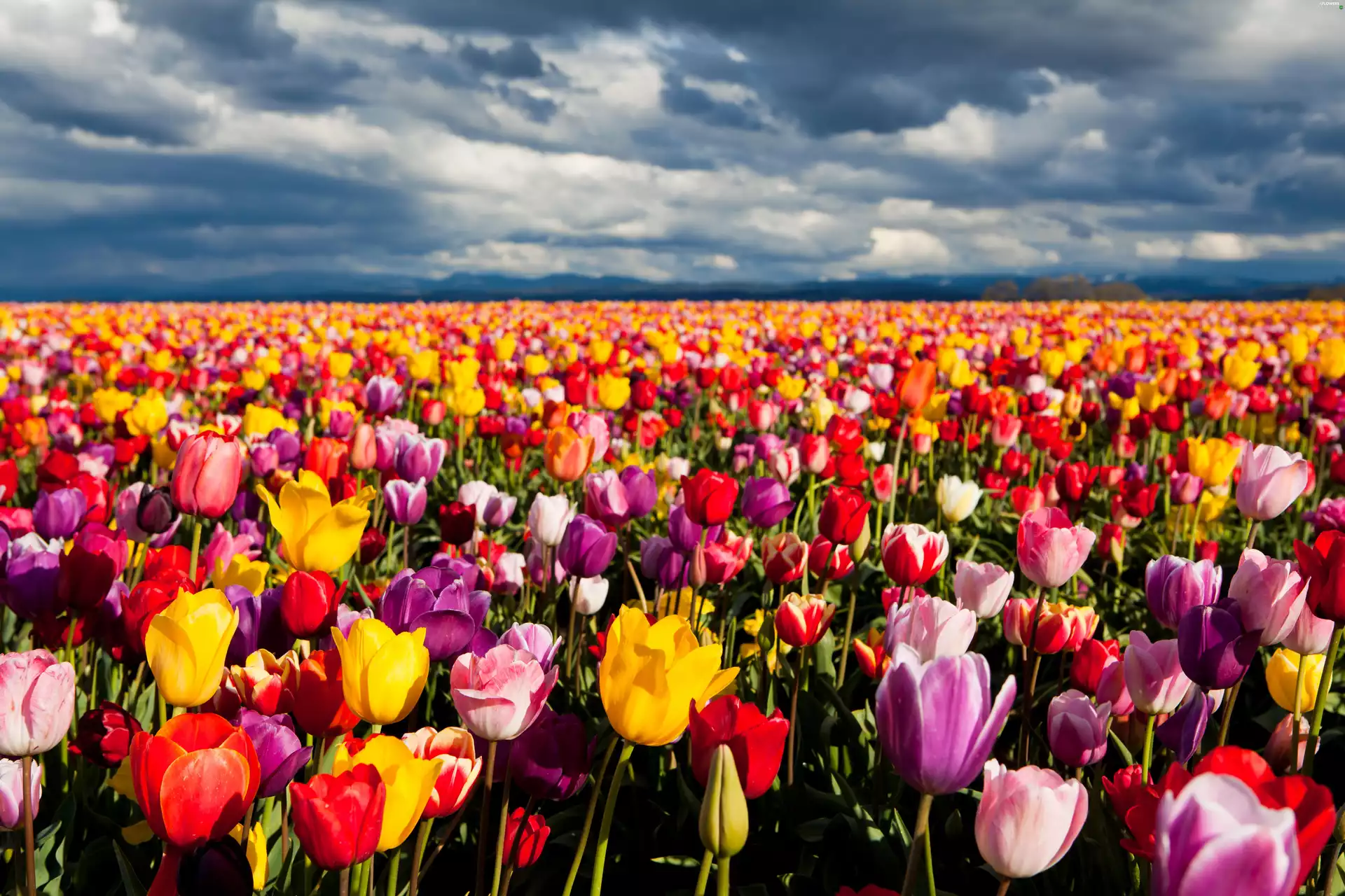 Flowers, Tulips