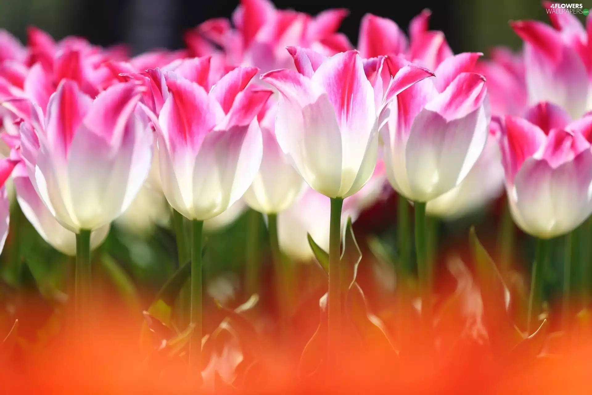 Flowers, Tulips