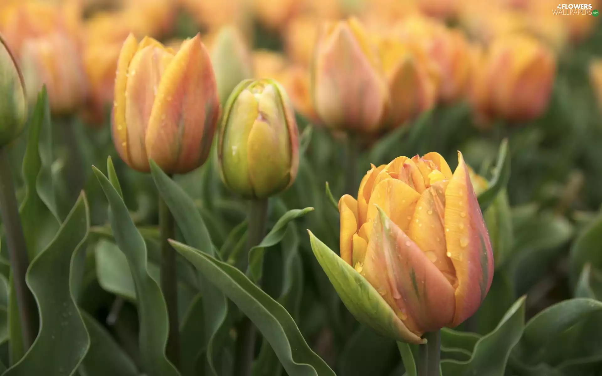 Flowers, Blossomed Tulips