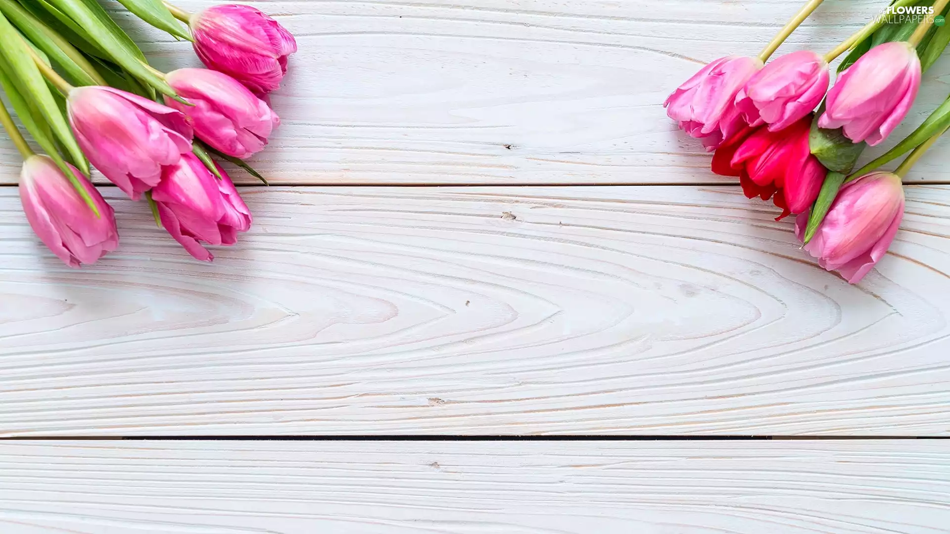 Colourfull Flowers, Tulips, boarding, Pink