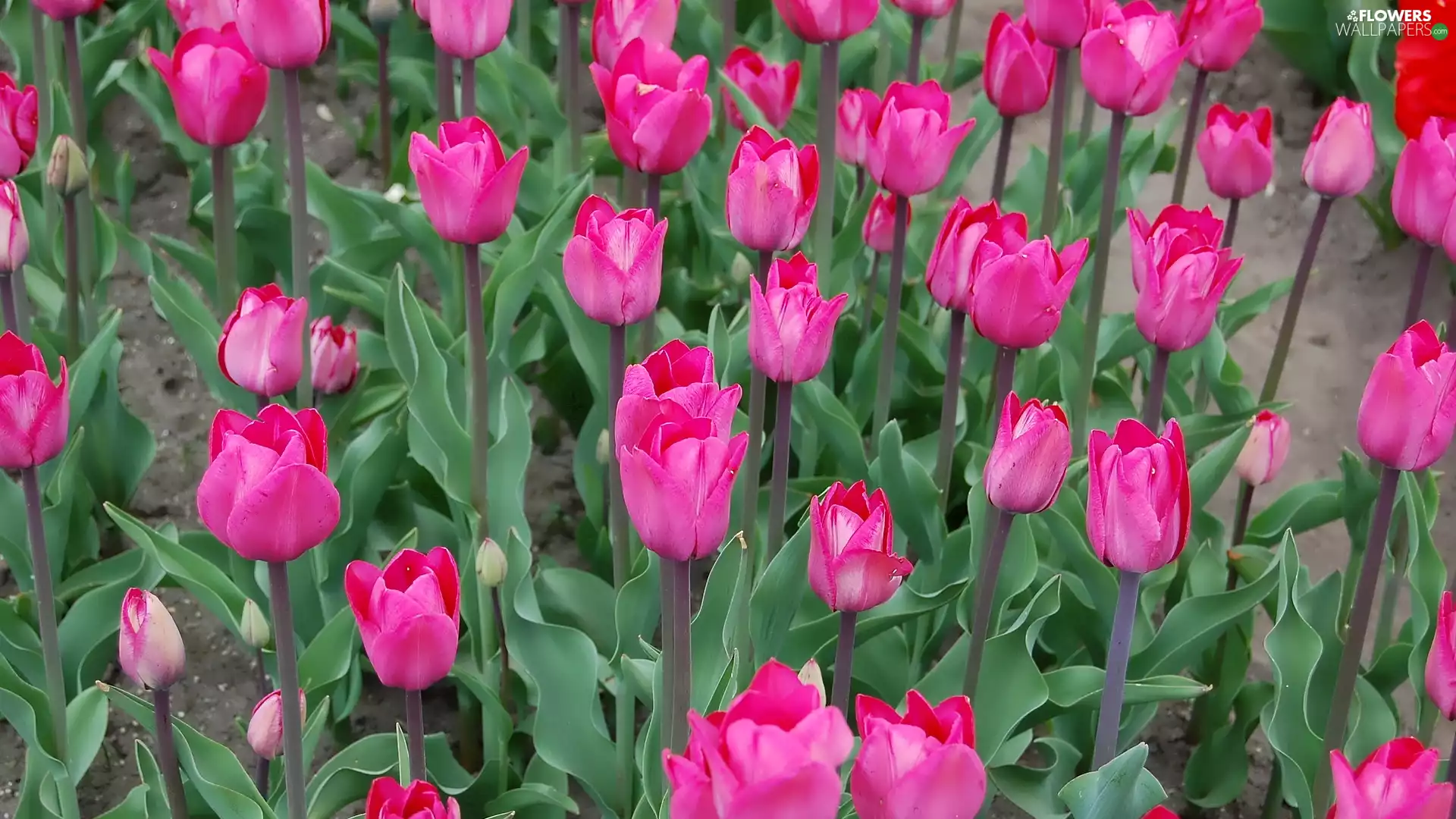 Tulips, dark pink, Flowers