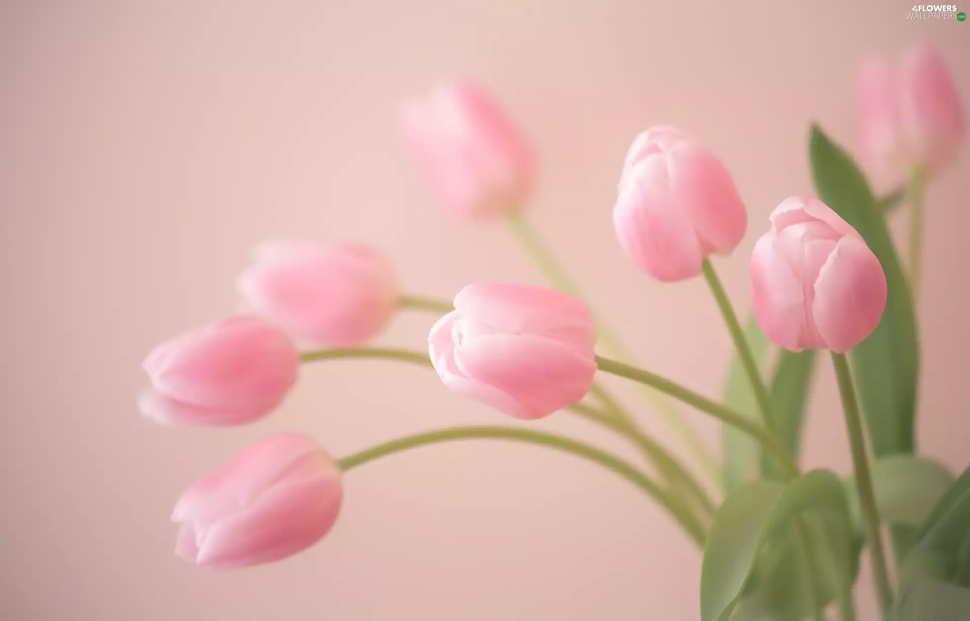 Flowers, Pink, Tulips
