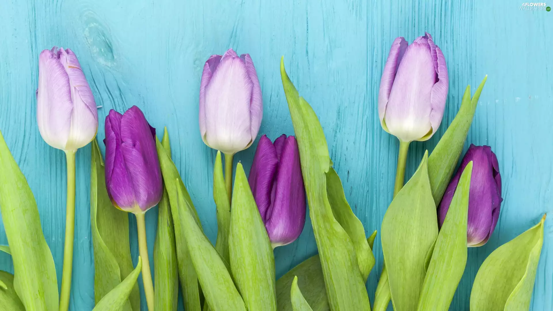 Flowers, purple, Tulips